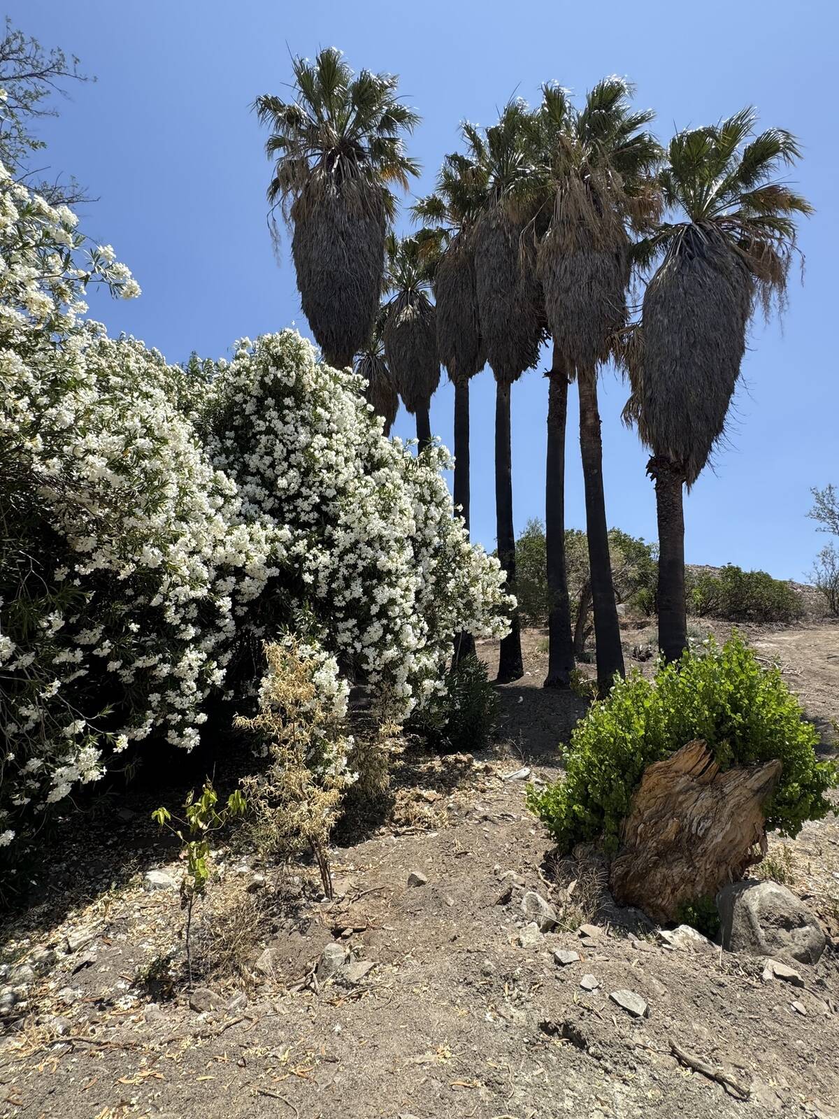 #5985 - Terreno para Venta en Ensenada - BC