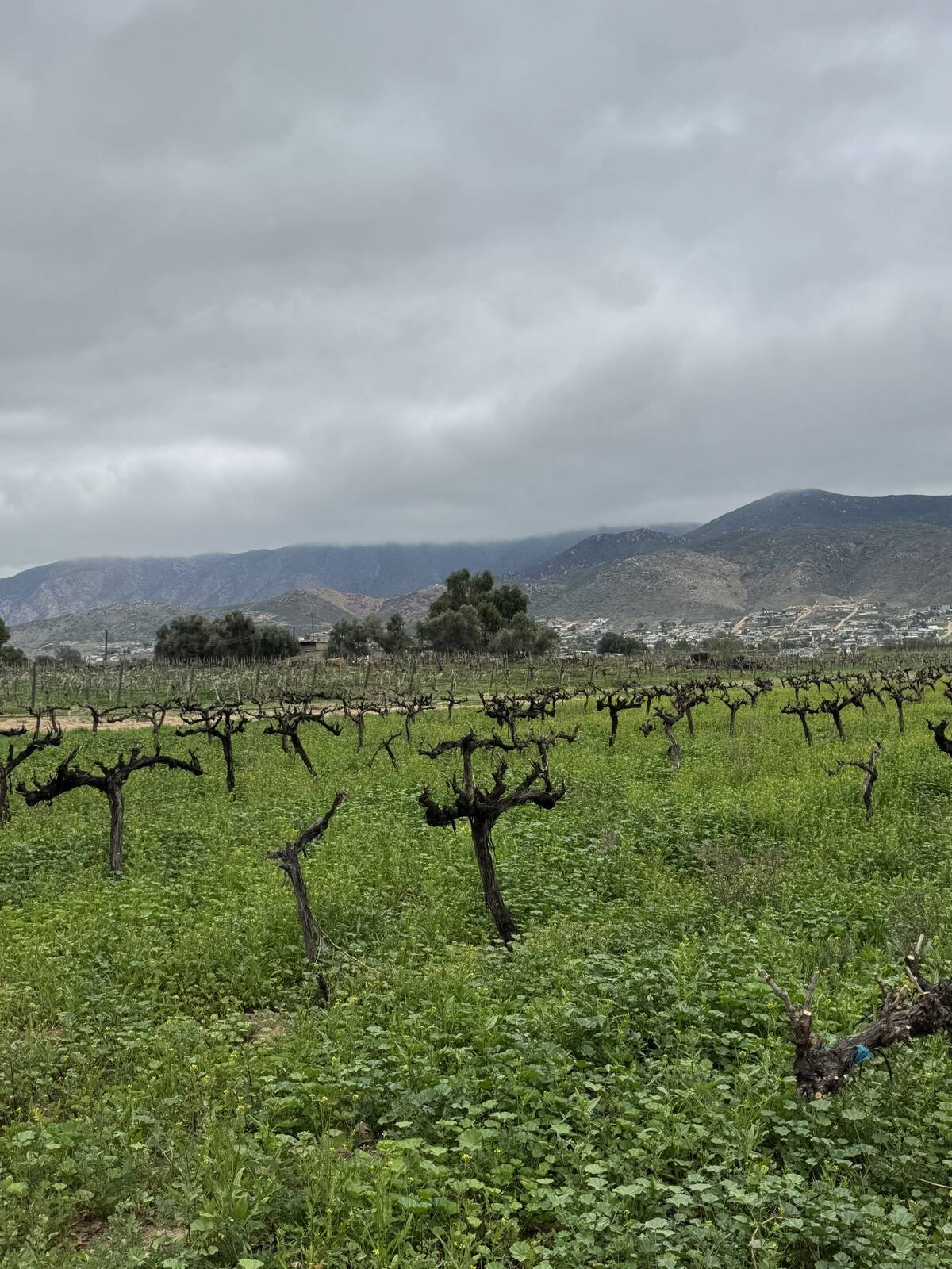 #5990 - Viñedo para Venta en Ensenada - BC