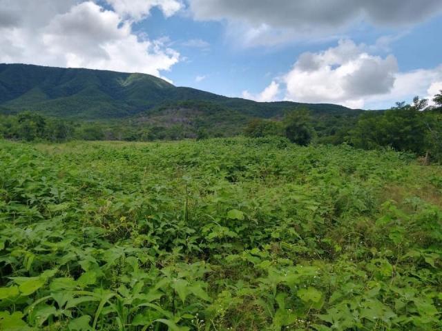 Área para Venta en Coquimatlán - 4