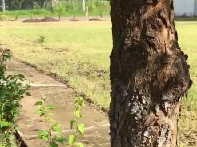 Terreno para Venta en Colima - 4