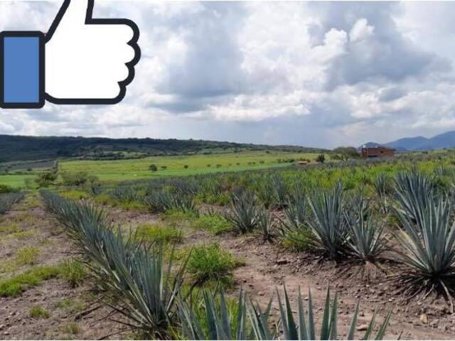 Terreno para Venta en Tenamaxtlán - 4