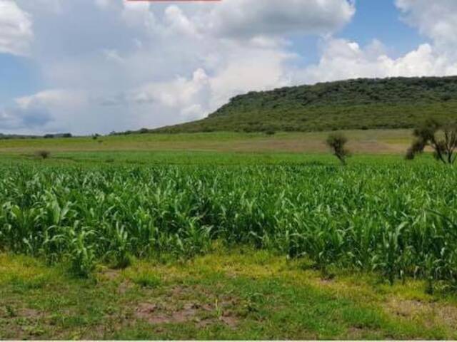 #3010 - Terreno para Venta en Tenamaxtlán - JC - 3