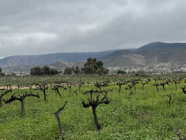 #5990 - Viñedo para Venta en Ensenada - BC - 1