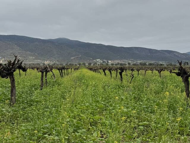 #5990 - Viñedo para Venta en Ensenada - BC - 2