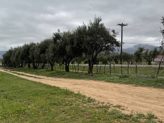 #5990 - Viñedo para Venta en Ensenada - BC - 3