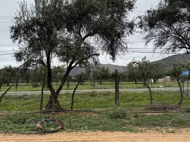 Viñedo para Venta en Ensenada - 4